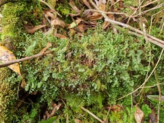 Hymenophyllum wilsonii (Hymenophyllum wilsonii)