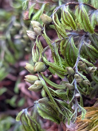 Hymenophyllum wilsonii (Hymenophyllum wilsonii)