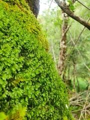 Hymenophyllum wilsonii (Hymenophyllum wilsonii)