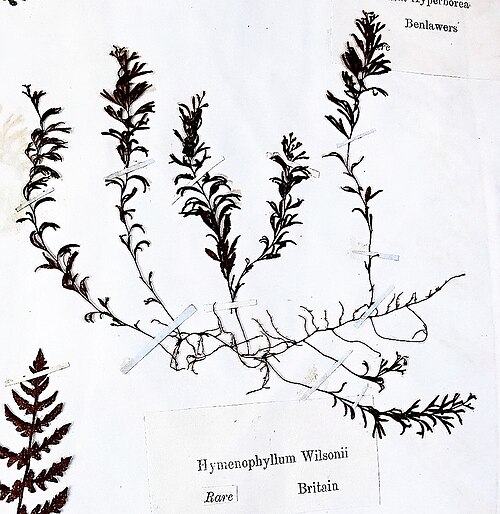 Hymenophyllum wilsonii: Hymenophyllum wilsonii, Wilson's Filmy Fern. 19th c herbarium specimen.
