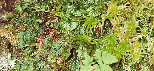 Hymenophyllum wilsonii: Hymenophyllum wilsonii at Godøya, Giske, West Norway