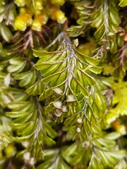 Hymenophyllum wilsonii (Hymenophyllum wilsonii)