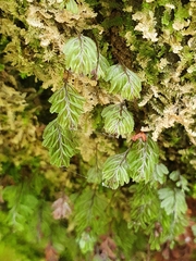 Hymenophyllum wilsonii (Hymenophyllum wilsonii)