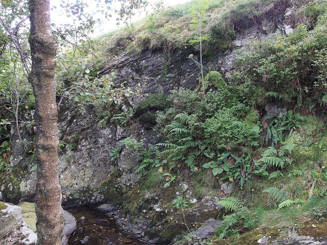 Hymenophyllum wilsonii: Hymenophyllum wilsonii habitat