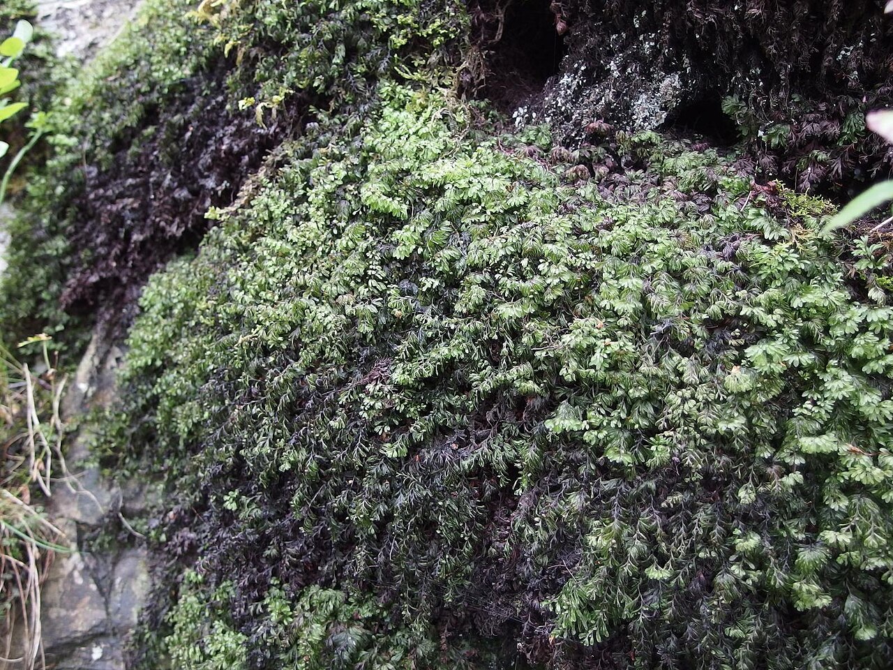 Hymenophyllum wilsonii: Hymenophyllum wilsonii mass on rock face
