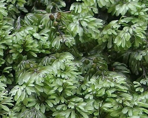 Hymenophyllum wilsonii: Detail view of Hymenophyllum wilsonii colony showing indusia