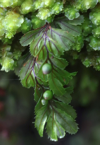 Hymenophyllum wilsonii (Hymenophyllum wilsonii)
