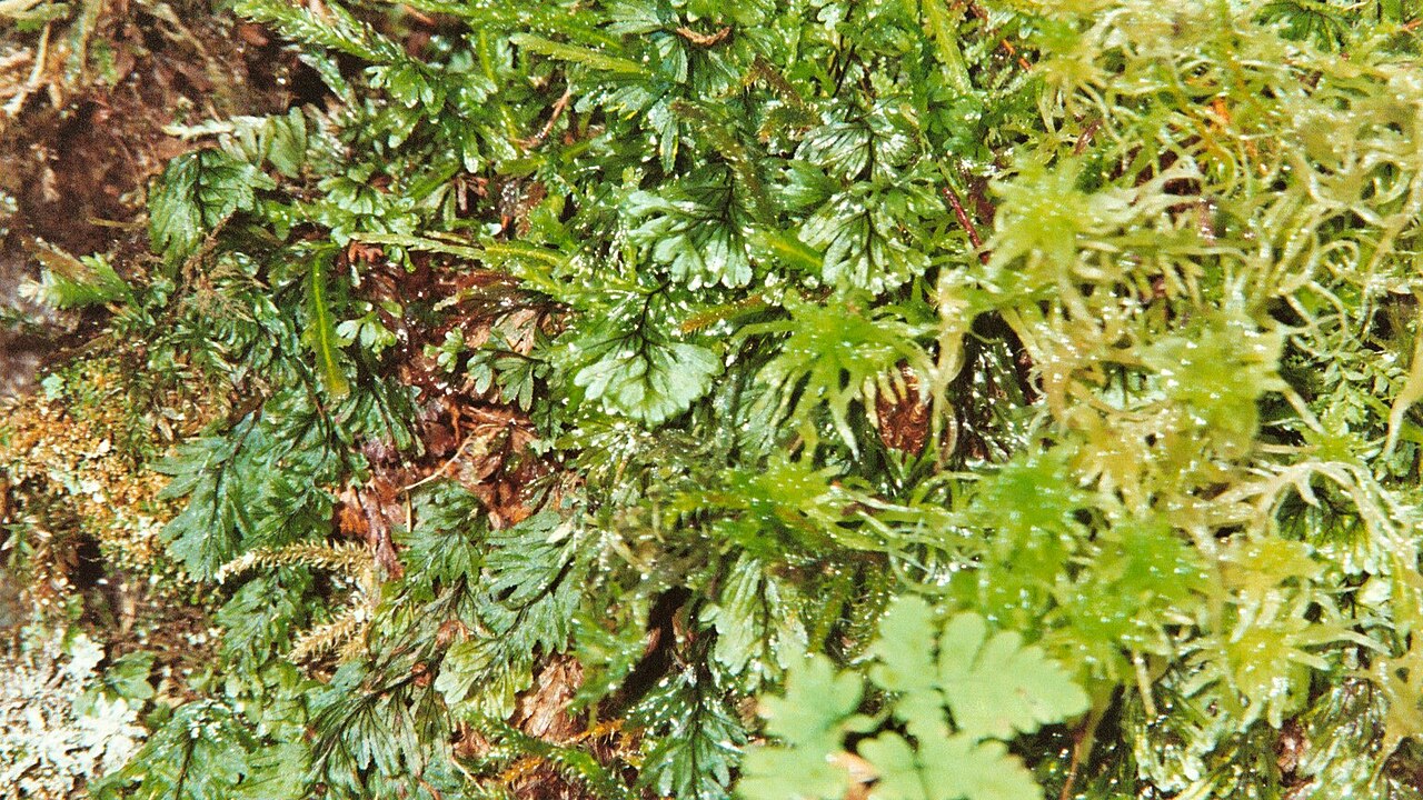 Hymenophyllum wilsonii: Hymenophyllum wilsonii at island Godøy, NW Norway