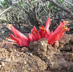 Hyobanche barklyi (Hyobanche barklyi)
