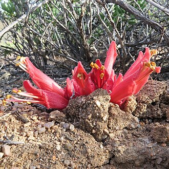 Hyobanche barklyi: Desert Catsnails ( Hyobanche barklyi ) in South Africa