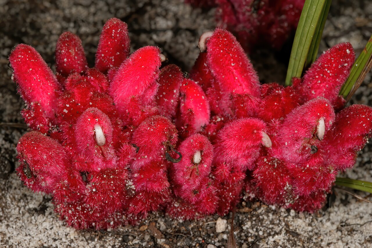Snail flower: Hyobanche sanguinea , inflorescences; root holoparasite, recently burned fynbos, Cape Point Nature Reserve, Cape Town, Western Cape, South Africa