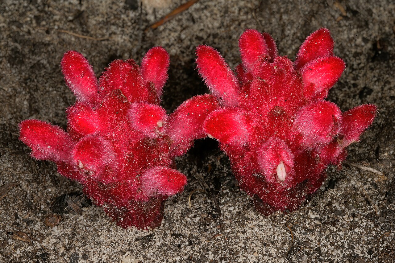Snail flower: Hyobanche sanguinea , inflorescences; root holoparasite, recently burned fynbos, Cape Point Nature Reserve, Cape Town, Western Cape, South Africa