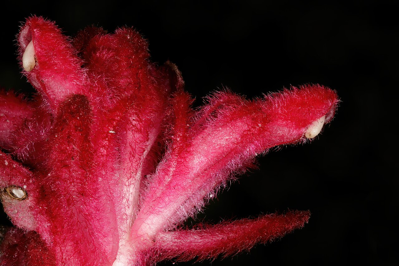 Snail flower: Hyobanche sanguinea , part of inflorescence with one flower partly isolated; root holoparasite, recently burned fynbos, Cape Point Nature Reserve, Cape Town, We