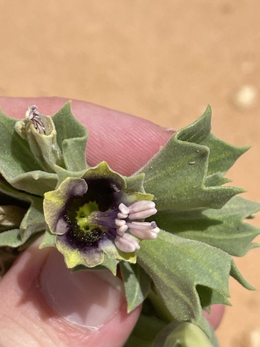 Henbane (Hyoscyamus muticus)