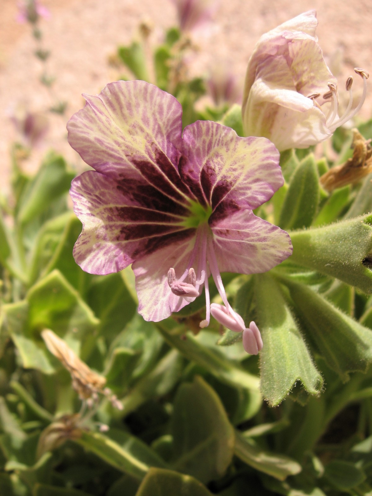 Henbane: Hyoscyamus muticus L.
