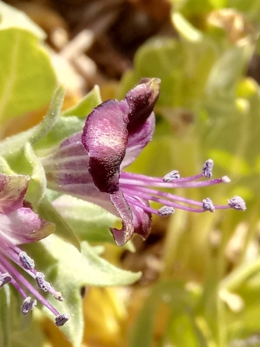 Henbane (Hyoscyamus muticus)