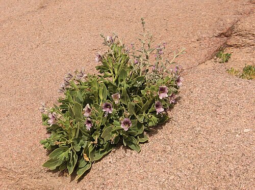 Henbane: Hyoscyamus muticus L.