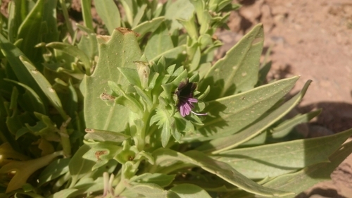 Henbane (Hyoscyamus muticus)