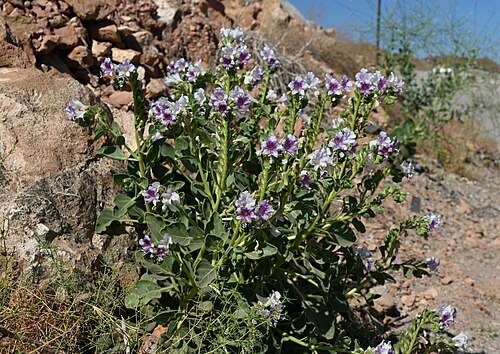 Henbane: Hyoscyamus muticus at roadside in Quayd by Fanja, Al Dakhiliyah Gov., Oman