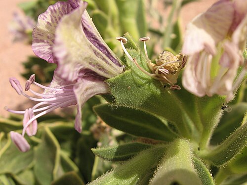 Henbane: Hyoscyamus muticus L.