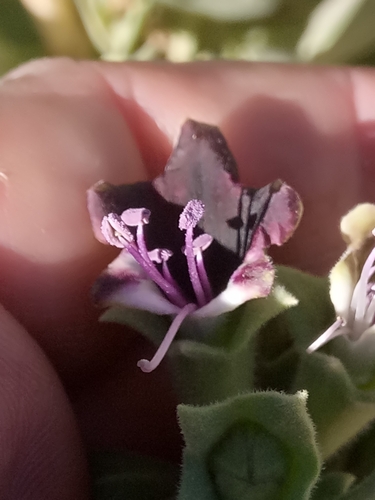 Henbane (Hyoscyamus muticus)