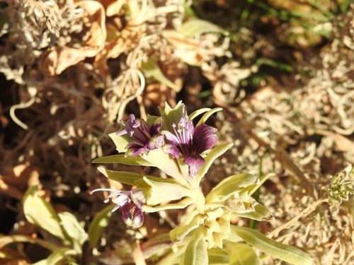Henbane (Hyoscyamus muticus)