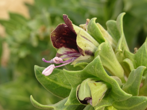 Henbane (Hyoscyamus muticus)