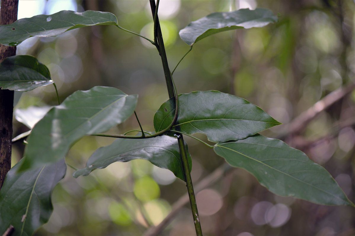 Forest snakevine: Hyperbaena domingensis, photographed in Brazil
