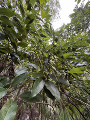 Limestone snakevine (Hyperbaena laurifolia)