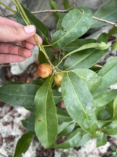 Limestone snakevine (Hyperbaena laurifolia)