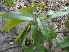 Limestone snakevine (Hyperbaena laurifolia)