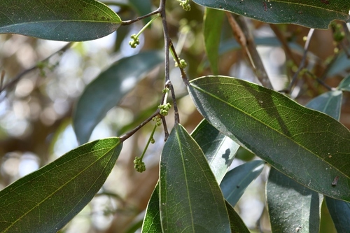 Hyperbaena mexicana (Hyperbaena mexicana)