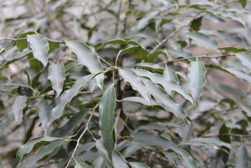 Hyperbaena mexicana (Hyperbaena mexicana)