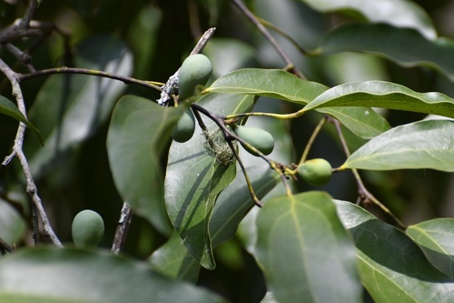 Hyperbaena mexicana (Hyperbaena mexicana)