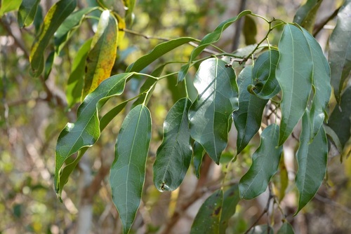 Hyperbaena mexicana (Hyperbaena mexicana)