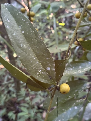 Hyperbaena mexicana (Hyperbaena mexicana)