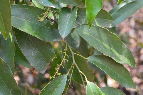 Hyperbaena mexicana (Hyperbaena mexicana)