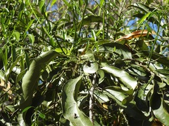 Hyperbaena mexicana (Hyperbaena mexicana)
