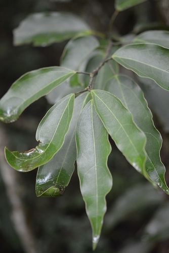 Hyperbaena mexicana (Hyperbaena mexicana)