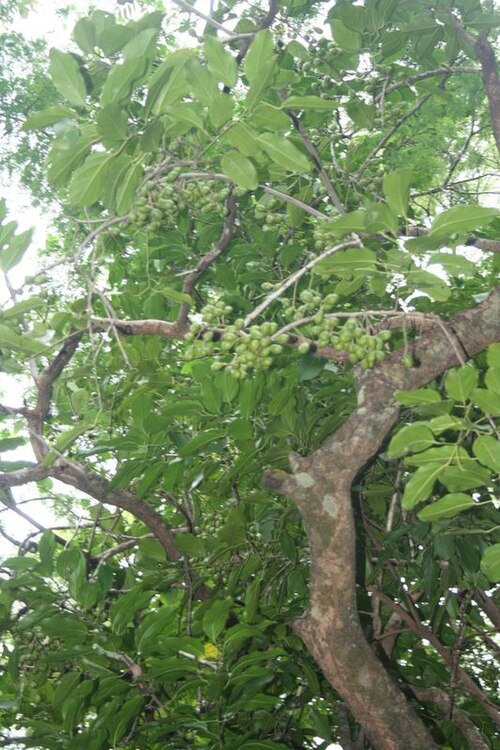 Hyperbaena tonduzii: Hyperbaena tonduzii in El Salvador