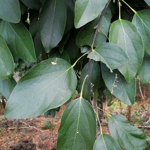 Hyperbaena tonduzii (Hyperbaena tonduzii)