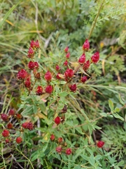 Hypericum attenuatum (Hypericum attenuatum)