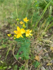 Hypericum attenuatum (Hypericum attenuatum)