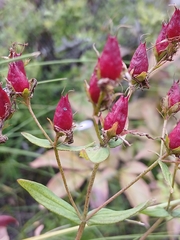Hypericum attenuatum (Hypericum attenuatum)