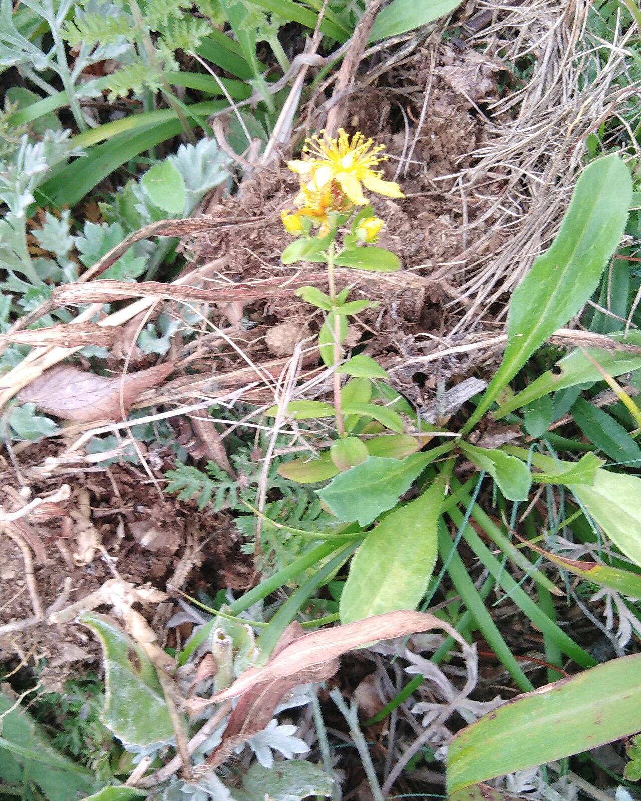 Hypericum attenuatum: Hypericum attenuatum