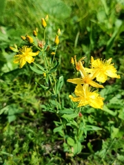 Hypericum attenuatum (Hypericum attenuatum)