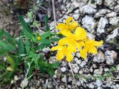 Hypericum attenuatum (Hypericum attenuatum)