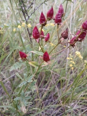 Hypericum attenuatum (Hypericum attenuatum)