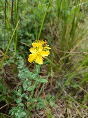 Hypericum attenuatum (Hypericum attenuatum)