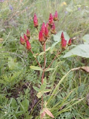 Hypericum attenuatum (Hypericum attenuatum)